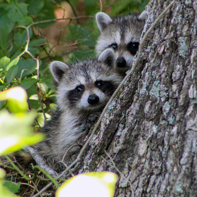 two baby raccoons next to a tree